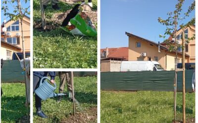 Sadnja japanske trešnje